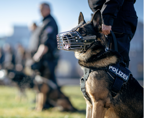 Einfach Verbeamtet: Polizei Sachsen-Anhalt: Studium, Ausbildung, EAV, Bewerbung und Gehalt im Detail